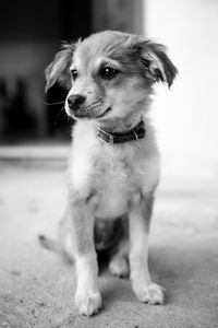 Close-up of dog sitting outdoors