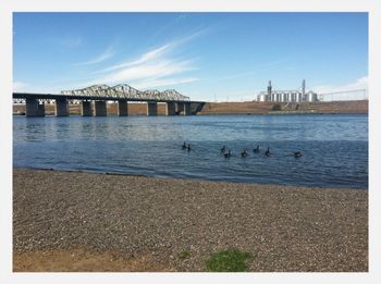 View of birds in water