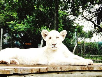 White lion staring while sitting on wooden plank