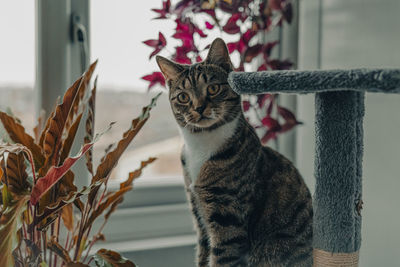 Close-up of cat sitting on wood