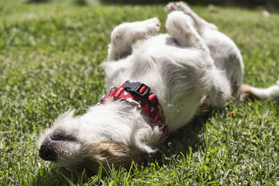 Dog relaxing on grassy field on sunny day
