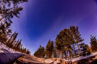 Low angle view of trees against sky at night