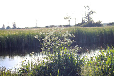 Plants growing on field by lake against sky