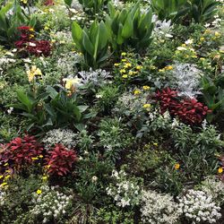 Close-up of flowers blooming in garden