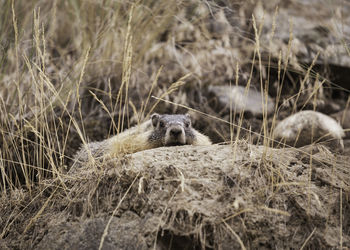 Close-up of marmot
