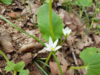 Close-up of plant growing in forest