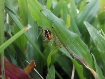 Close-up of insect