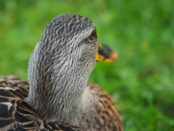 Close-up of a bird looking away