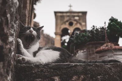 Cat relaxing in a temple