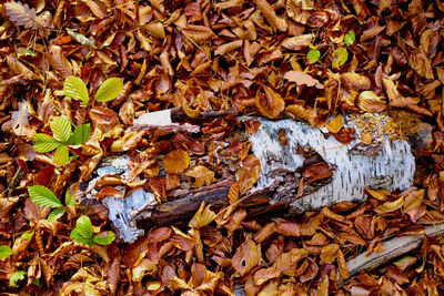 High angle view of dry leaves on field