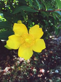 Close-up of yellow flower