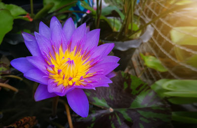 Close-up of purple flower