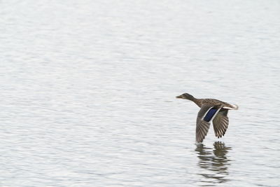 Side view of a bird flying over lake