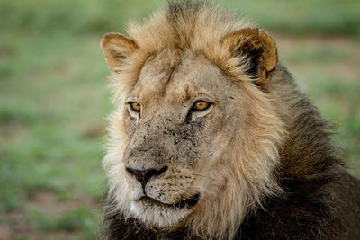 Close-up portrait of lion