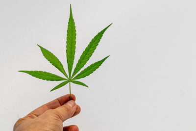 Close-up of hand holding plant against white background