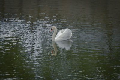 Swan swimming in lake