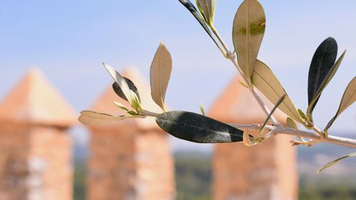 Close-up of butterfly on plant against sky