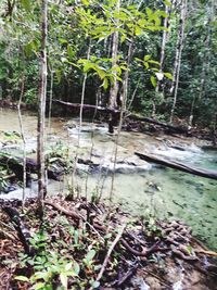 Plants and trees in forest