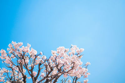 Low angle view of cherry blossom tree against blue sky