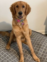 Portrait of dog sitting on sofa at home