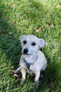 Portrait of dog on grassy field