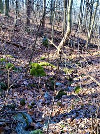 Plants growing on field by lake in forest