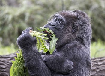 Monkey eating food