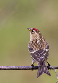 Close-up of bird perching on wood