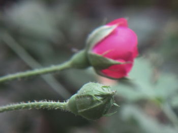 Close-up of flower against blurred background