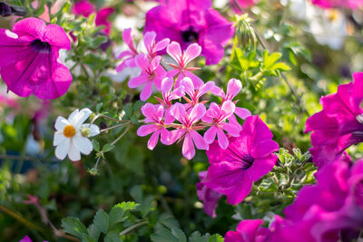 Close-up of pink flowering plants