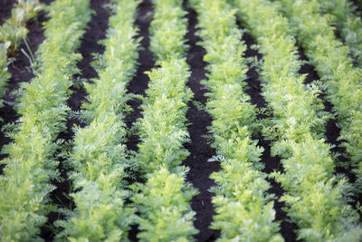 Full frame shot of pine trees on field