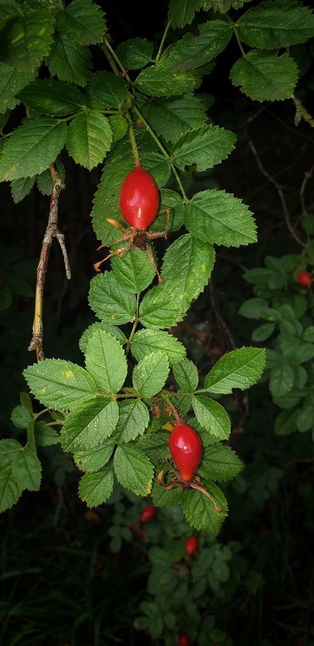 CLOSE-UP OF CHERRIES ON TREE