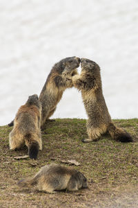 Marmots playing in a field