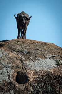 Low angle view of buffalo on rock against sky