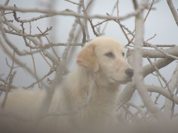 Close-up of monkey on branch