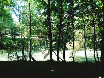 Trees in forest