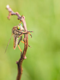 Close-up of grasshopper on twig