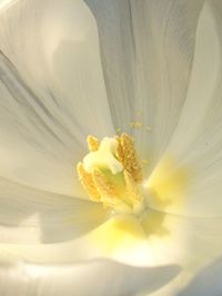 Close-up of yellow flower