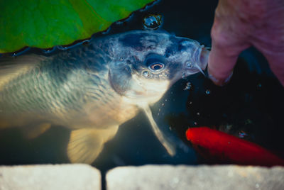 Close-up of fish swimming in sea