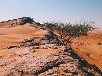 View of a desert