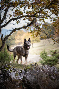 Dog standing on rock