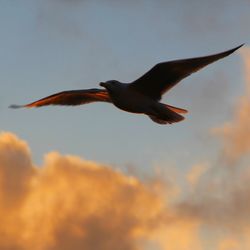 Low angle view of bird flying in sky