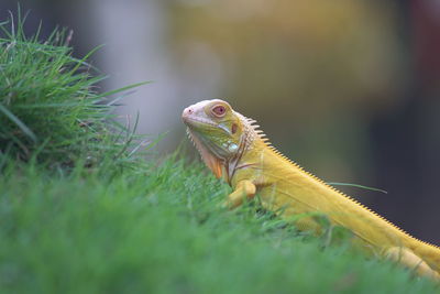 Close-up of lizard on grass