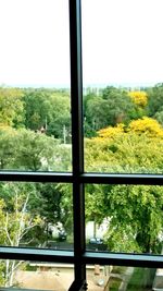 Trees seen through window