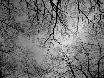 Low angle view of bare trees against sky