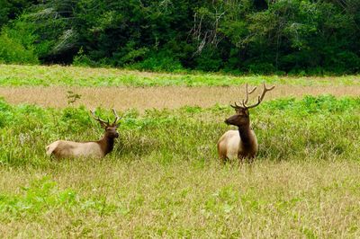 Deer in the forest