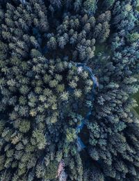 High angle view of trees in forest