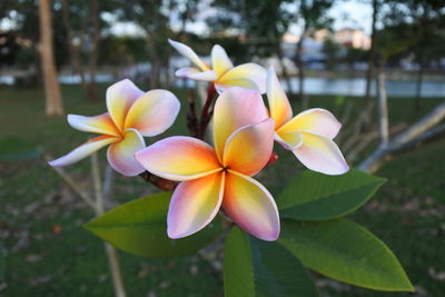 Close-up of frangipani flowers against blurred background