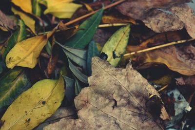 Close-up of leaves