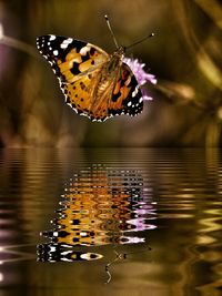 Close-up of butterfly pollinating flower